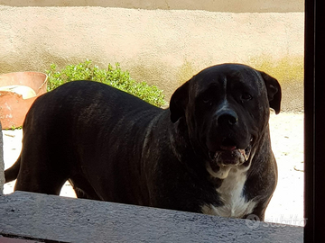 Cane corso