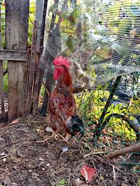 Gallo di 14 mesi