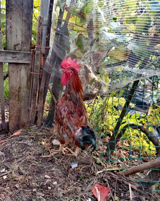 Gallo di 14 mesi