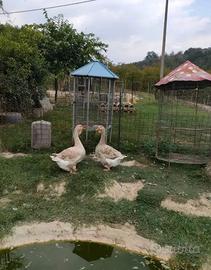 Oche Tolosa Industriale Champagne