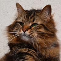 Gatto siberiano maschio cer.ca.si