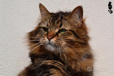 Gatto siberiano maschio cer.ca.si