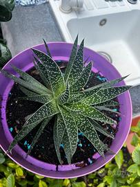 Aloe aristata
