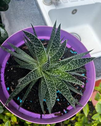 Aloe aristata
