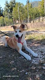 Frida solida e mite lupoide mix akita