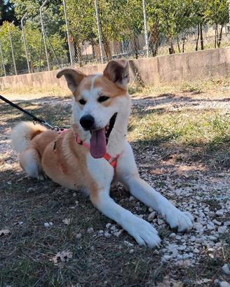 Frida solida e mite lupoide mix akita