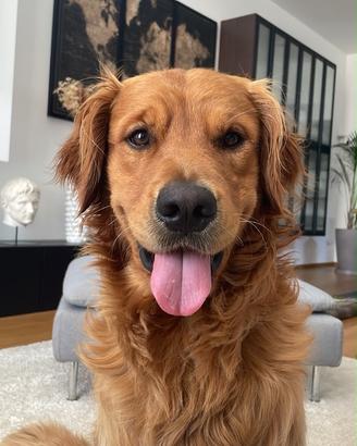 Accoppiamento Golden Retriever Americano Maschio 3