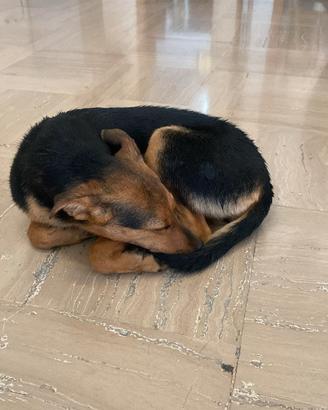Cucciola di taglia medio/piccola in adozione