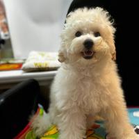 Cuccioli di Barboncino Bianco