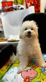 Cuccioli di Barboncino Bianco