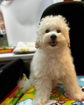 Cuccioli di Barboncino Bianco