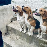Disponibili Beagle per monta (SICILIA)