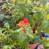 lantana camara