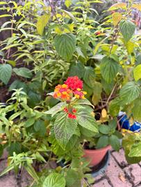 lantana camara