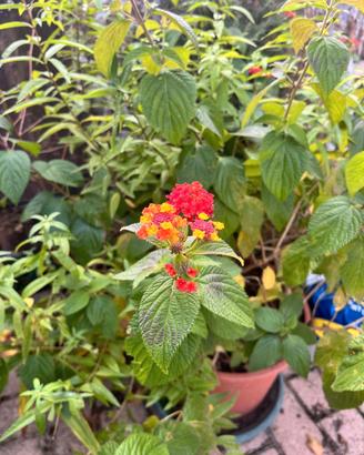 lantana camara