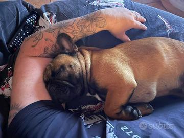 Disponibile per monta