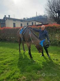 Cavallerizza per muovere cavallo