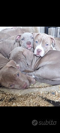 Cuccioli american bully xl