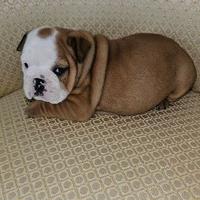 Cuccioli di bulldog inglese