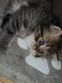 Persiani Golden disponibile maschio e femmina