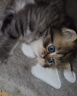 Persiani Golden disponibile maschio e femmina