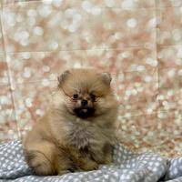 Cuccioli di Pomerania Spitz Nano