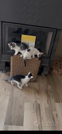 Gattini di 2 mesi da nascita in r e g a l o