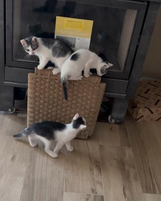 Gattini di 2 mesi da nascita in r e g a l o