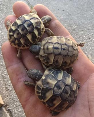 Tartarughe