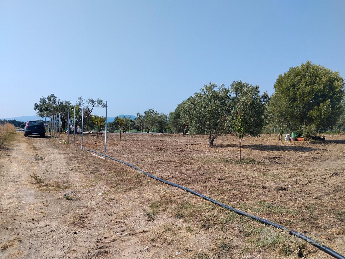 Terreno agricolo uliveto e alberi da frutto - Vista 3