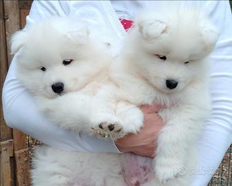 Cuccioli Samoiedo con Pedigree