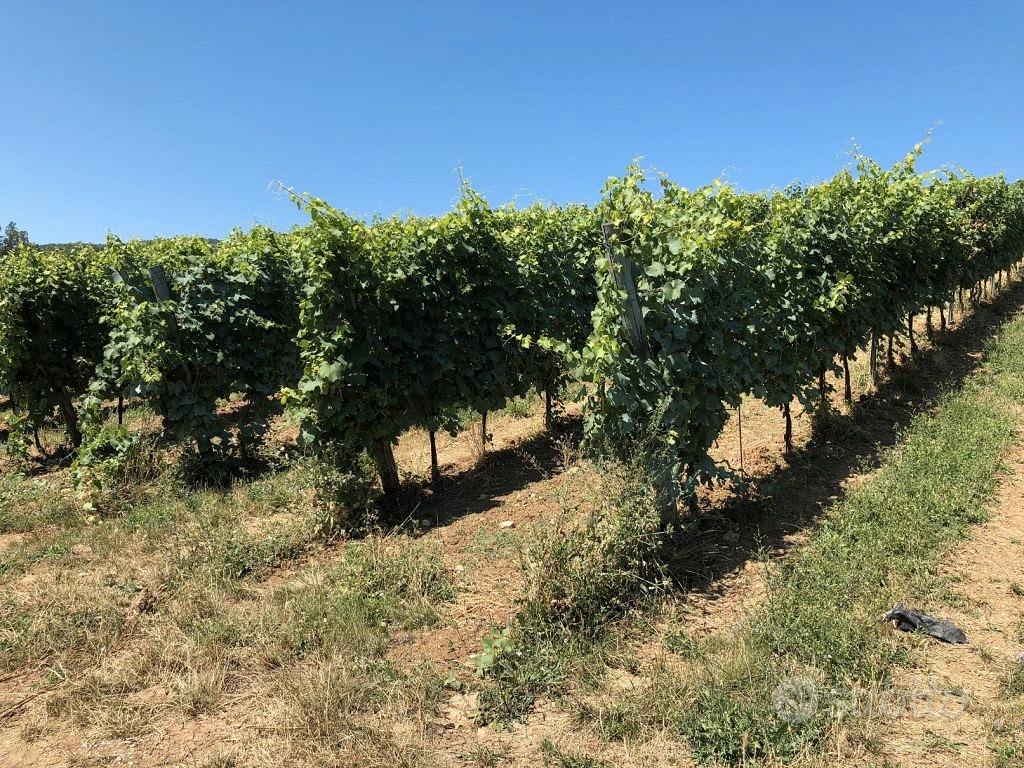 Terreno Vigneto uva da vino - Vista 2