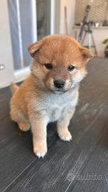 Meravigliosi cuccioli di Shiba Inu
