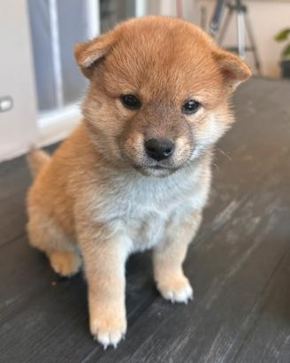 Meravigliosi cuccioli di Shiba Inu