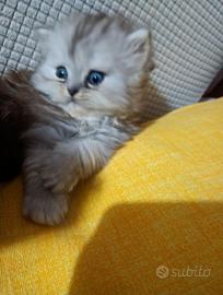 Gattina persiana Cincillà