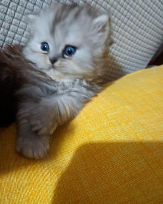 Gattina persiana Cincillà