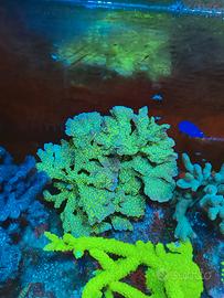 Corallo hispida hulk