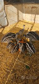Emu' piccoli