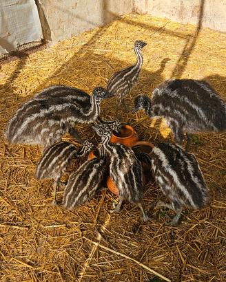 Emu' piccoli