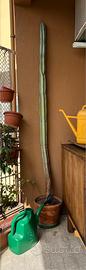 Cactus Cereus Monumentale 210cm per balcone
