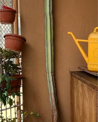 Cactus Cereus Monumentale 210cm per balcone