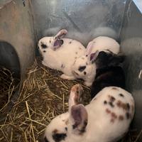 Rex dalmata tricolore