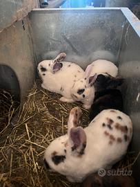 Rex dalmata tricolore