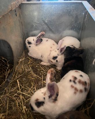 Rex dalmata tricolore