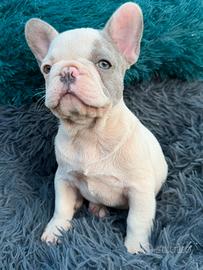 Bulldog francese
