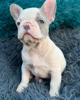 Bulldog francese