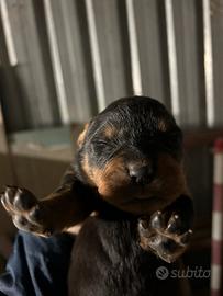 Rottweiler