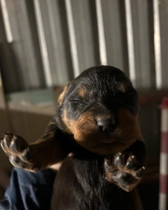 Rottweiler