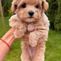 Maltipoo