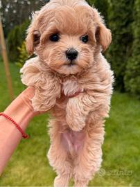 Maltipoo